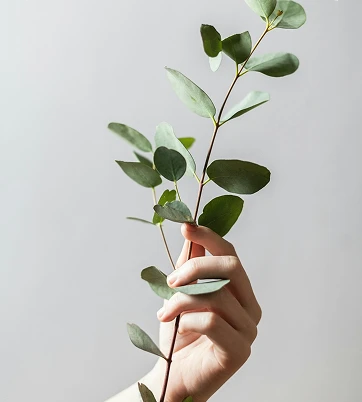 A hand holding a green eucalyptus branch against a light background